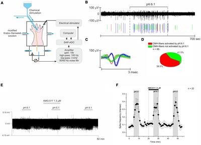Acid-sensing ion channel blocker diminazene facilitates proton-induced excitation of afferent nerves in a similar manner that Na+/H+ exchanger blockers do